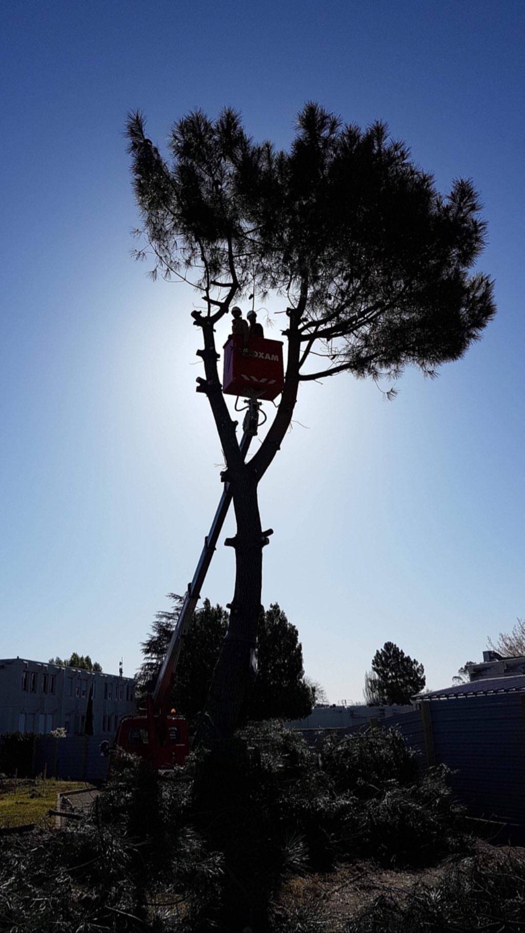 abattage d'un pin à libourne