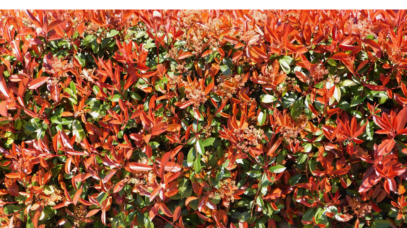 Aménagement paysager avec haies élégantes à Bègles pour un jardin intime