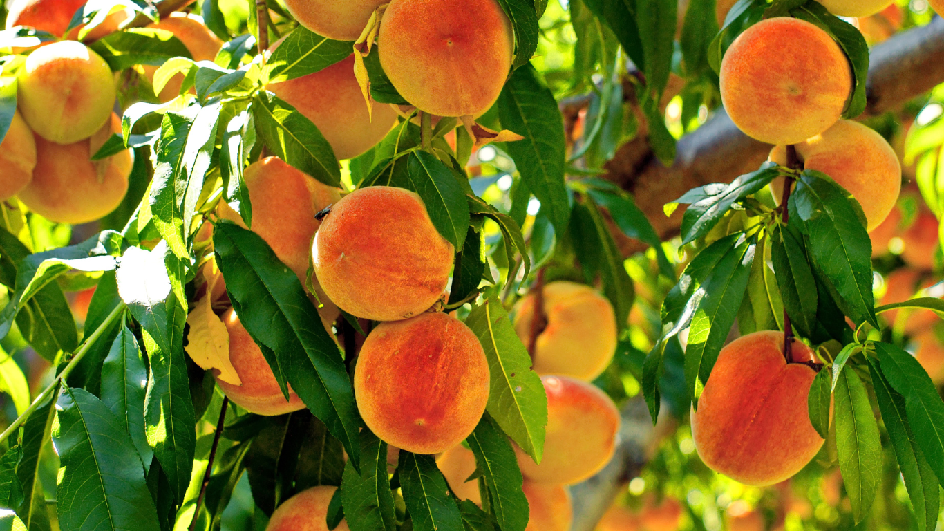 Paysagisme moderne à Bègles : Arbres fruitiers et arbustes pour un jardin esthétique et pratique