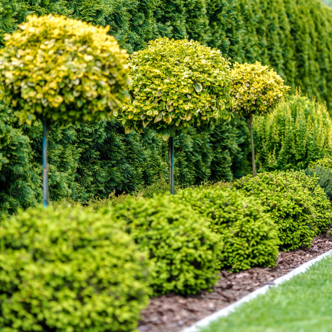 Aménagement paysager avec arbustes sur-mesure à Bègles.