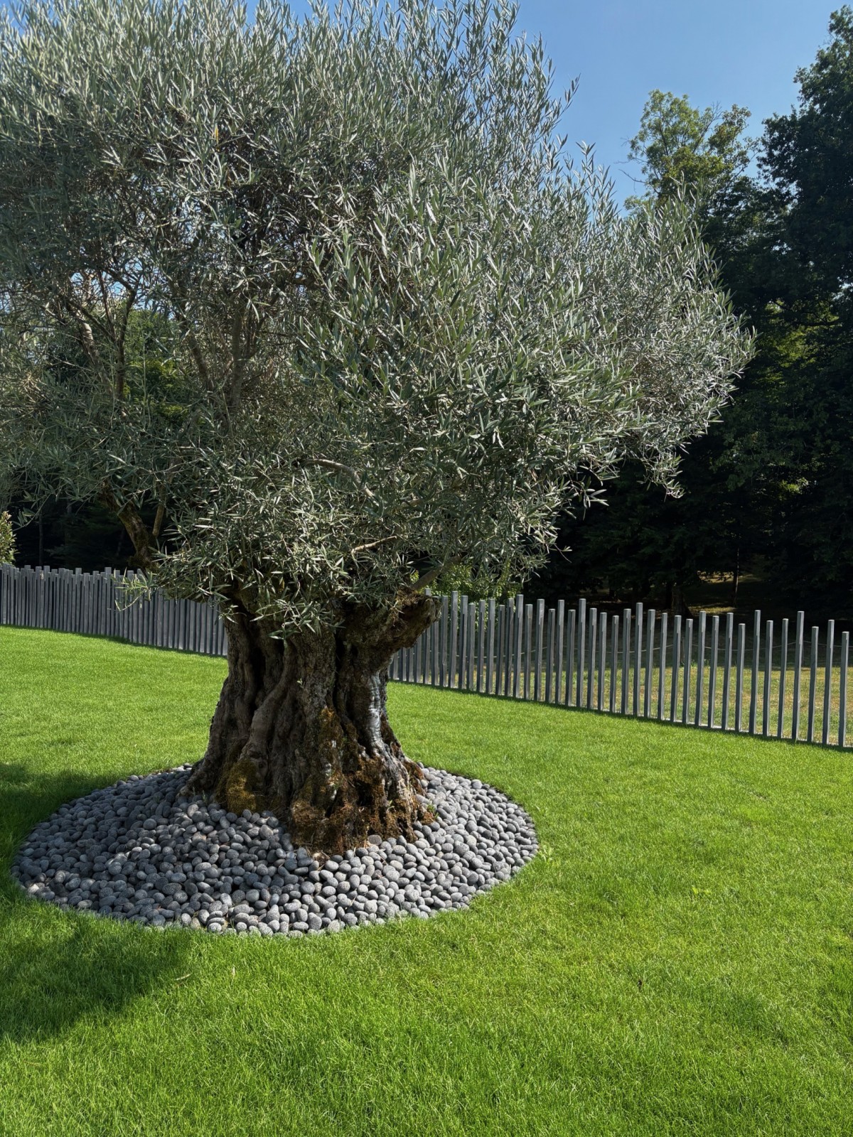 Plantation d’un olivier gros sujet avec galets Block Lava au Cap Ferret