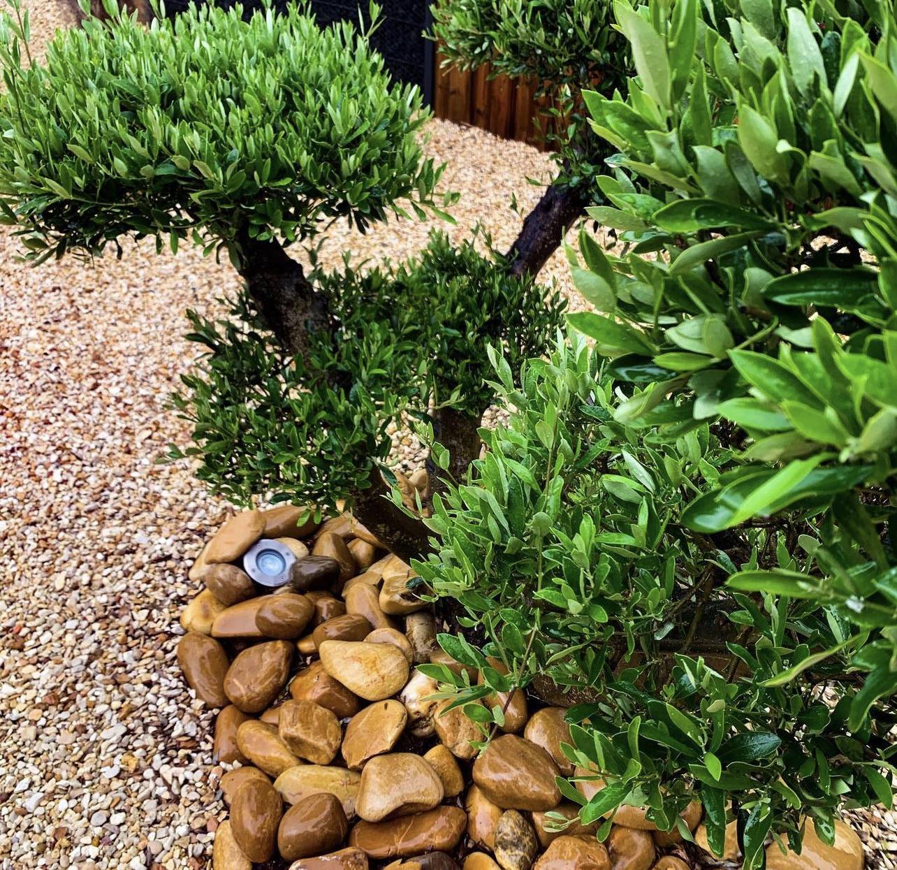 Création de Massif avec Olivier au Cap-Ferret : Ambiance Méditerranéenne