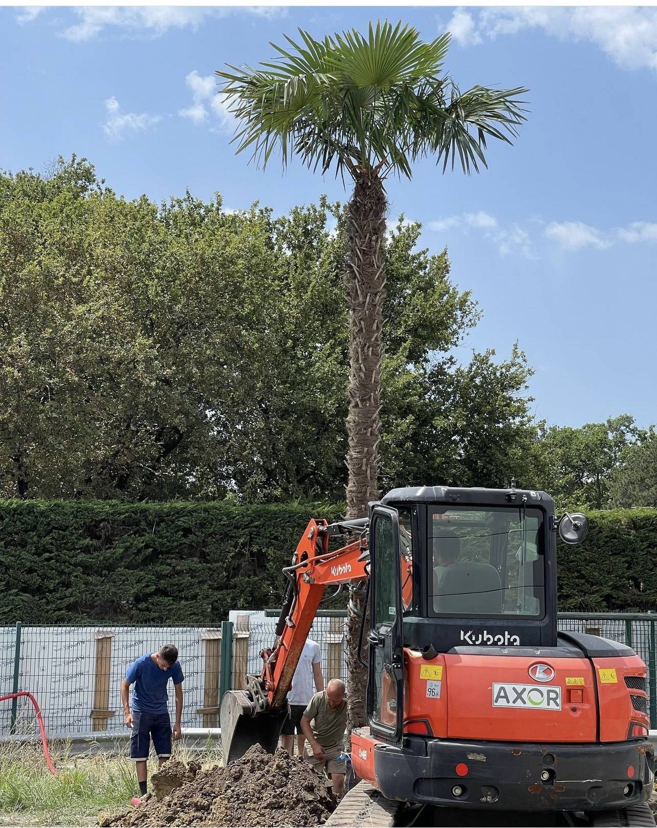 Prestigieuse Plantation de Palmier de Chine dans l'Espace Professionnel à Porshe Pessac