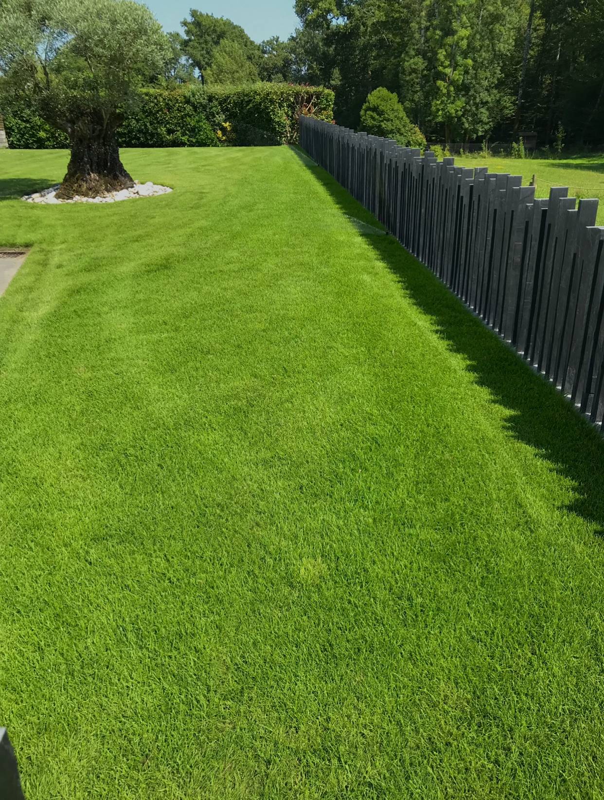 Jardin transformé avec gazon en plaque fraîchement posé au Cap-Ferret