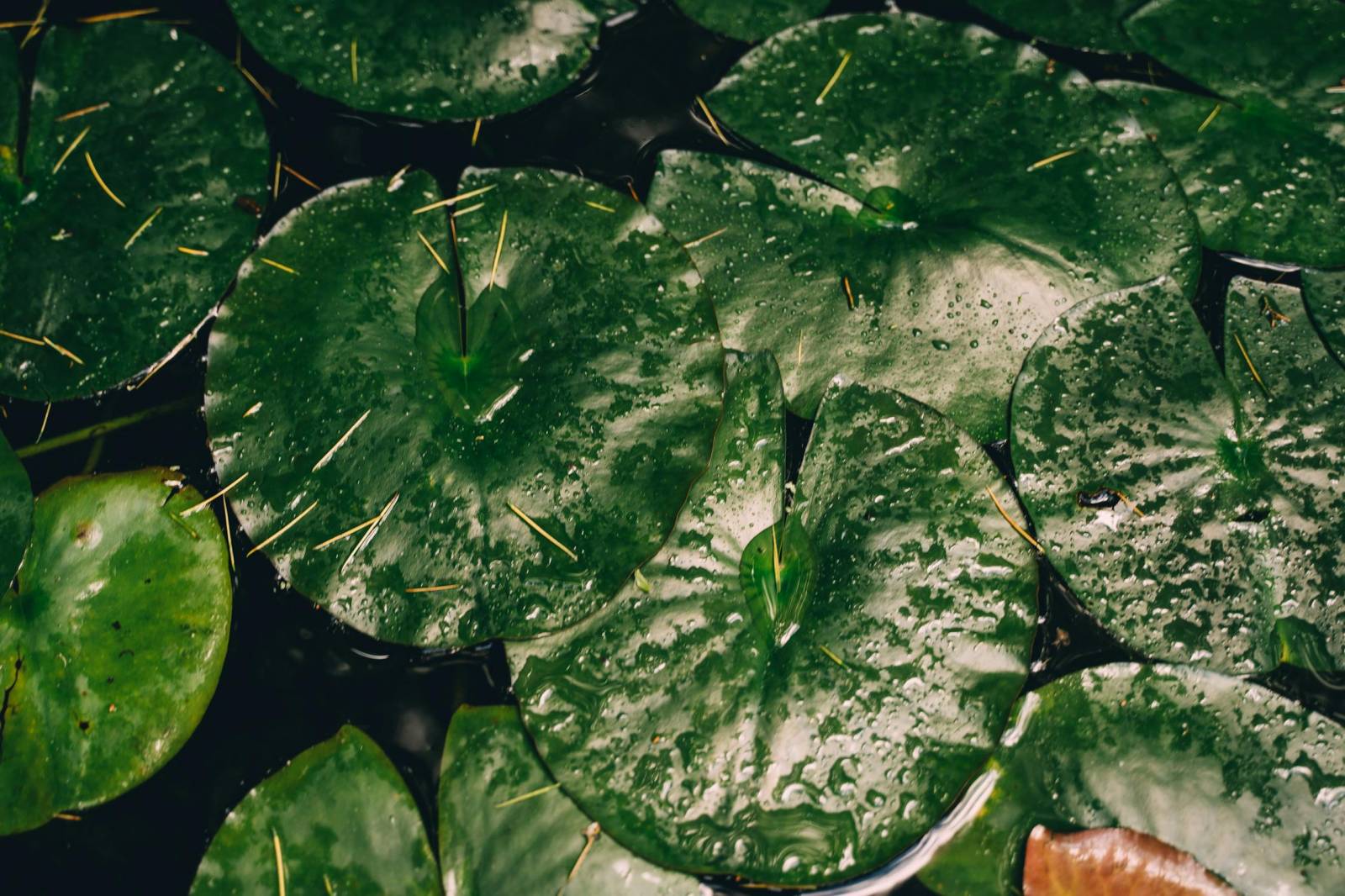Bassin décoratif dans un jardin à Libourne avec plantes aquatiques.