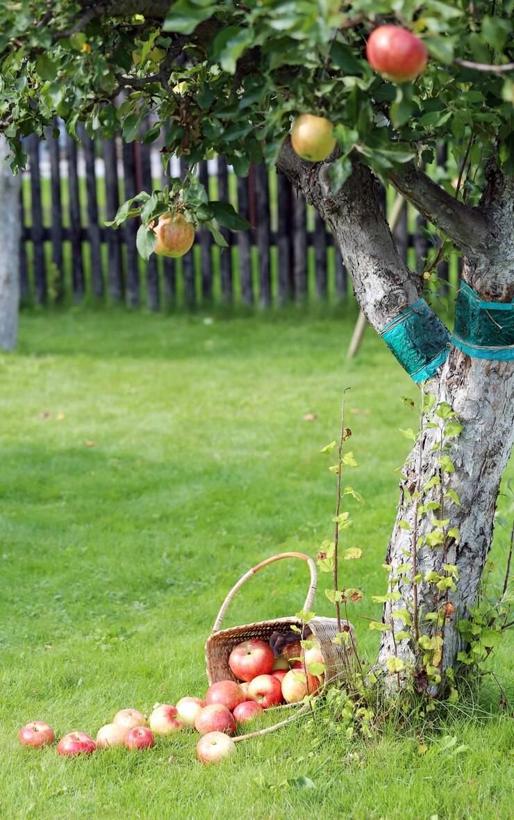 Récoltes Abondantes à Saint-Émilion : Expertise Paysagiste en Élagage d'Arbres Fruitiers.