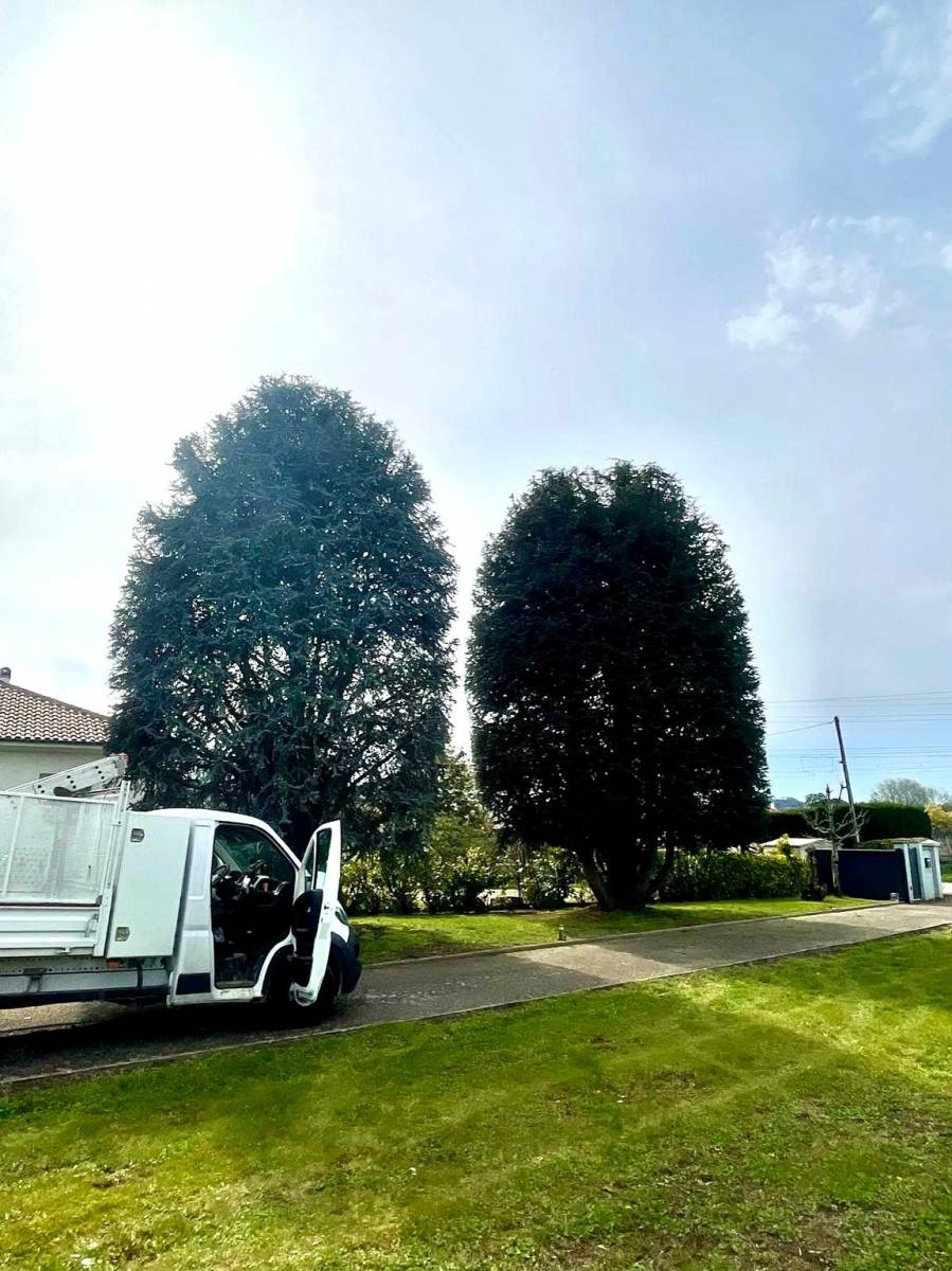 Taille Professionnelle de Cèdres de 22 et 25 mètres par Virgile Espaces Verts à Libourne
