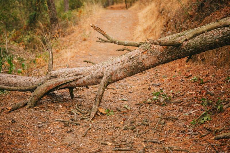 Abattage Expert d'Arbre Dangereux à Libourne : Interventions Sécurisées et Professionnelles